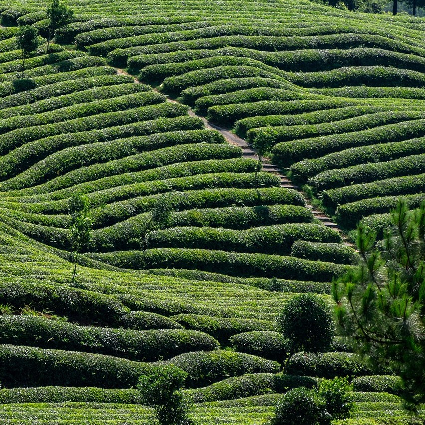 darjeeling hill 1